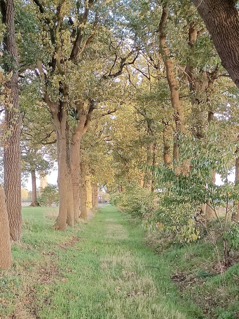 Die schönsten Alleen in Ostfriesland - Bild 15