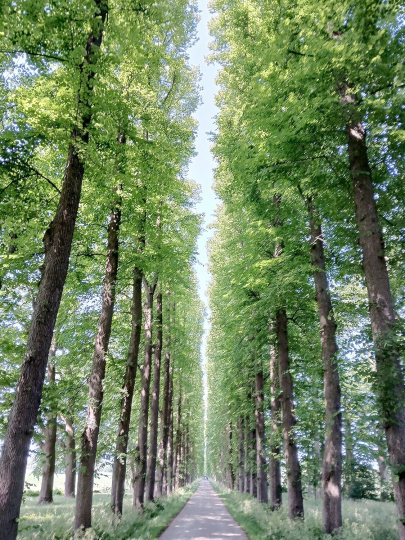 Die schönsten Alleen in Ostfriesland - Bild 17