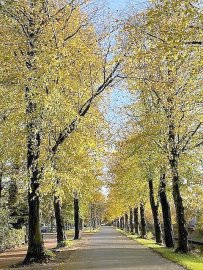 Die schönsten Alleen in Ostfriesland - Bild 19