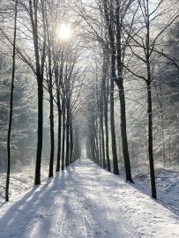 Die schönsten Alleen in Ostfriesland - Bild 20
