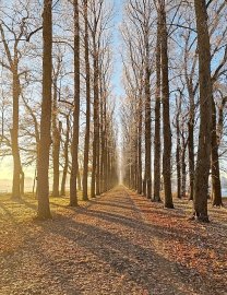 Die schönsten Alleen in Ostfriesland - Bild 21