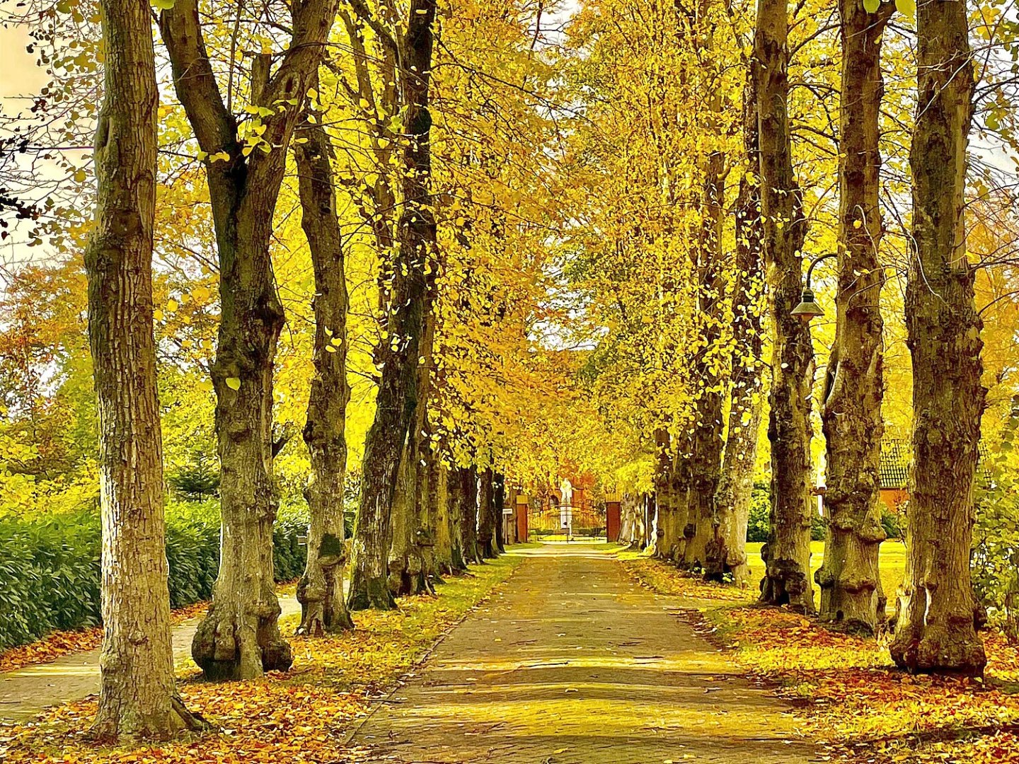Die schönsten Alleen in Ostfriesland - Bild 23