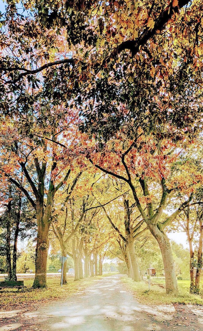 Die schönsten Alleen in Ostfriesland - Bild 24