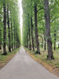 Die schönsten Alleen in Ostfriesland - Bild 27