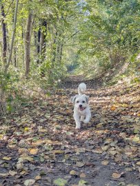 Die schönsten Alleen in Ostfriesland - Bild 29
