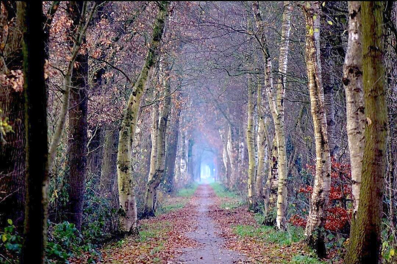 Die schönsten Alleen in Ostfriesland - Bild 32