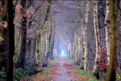 Die schönsten Alleen in Ostfriesland - Bild 32