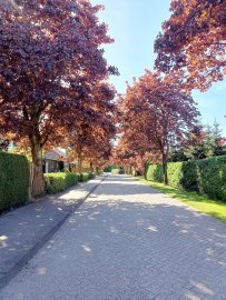 Die schönsten Alleen in Ostfriesland - Bild 34