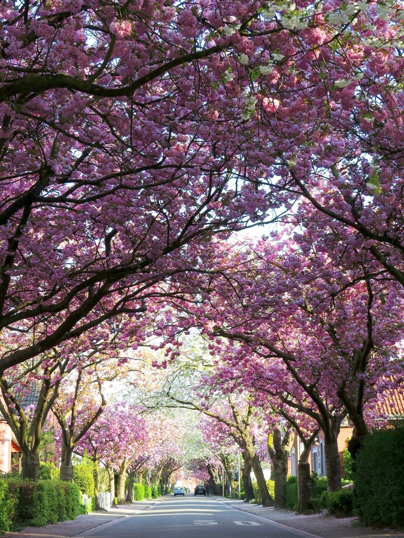Die schönsten Alleen in Ostfriesland - Bild 36