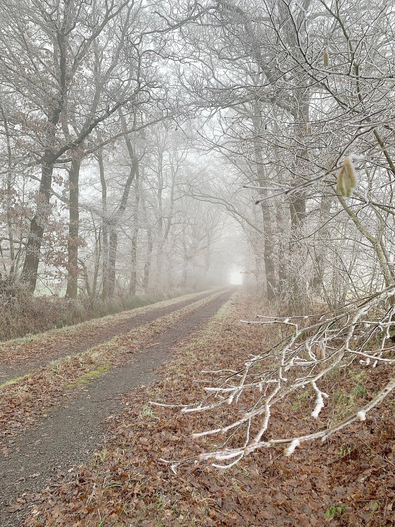 Die schönsten Alleen in Ostfriesland - Bild 37