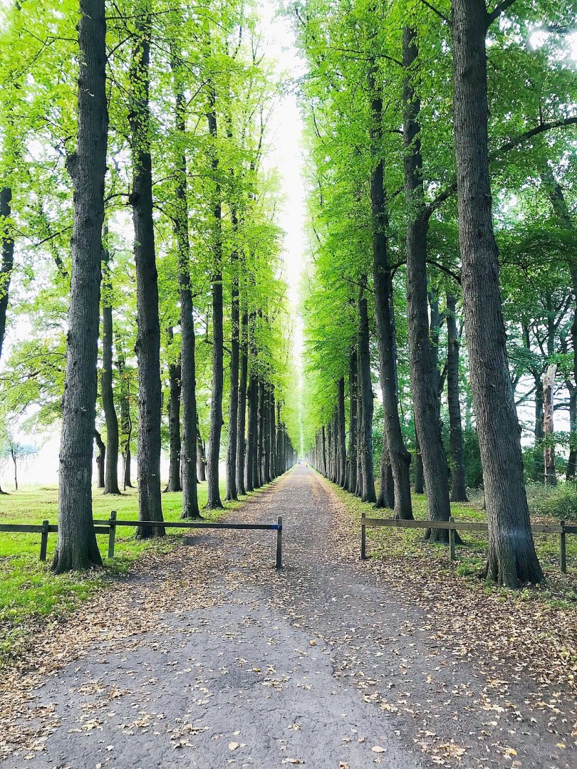 Die schönsten Alleen in Ostfriesland - Bild 52