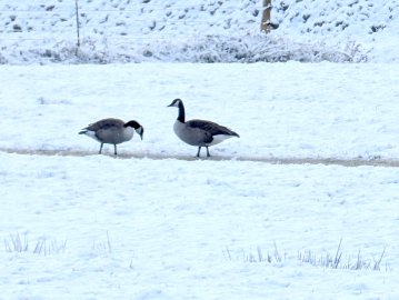 Schnee in Ostfriesland - Bild 26
