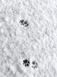 Schnee in Ostfriesland (Leserfotos, Teil 1) - Bild 2