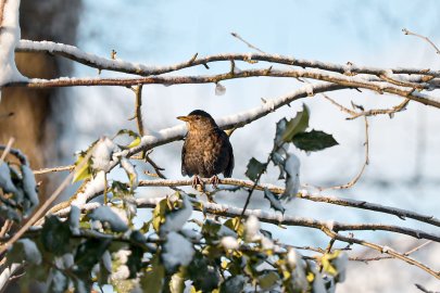 Schnee in Ostfriesland (Leserfotos, Teil 1) - Bild 45