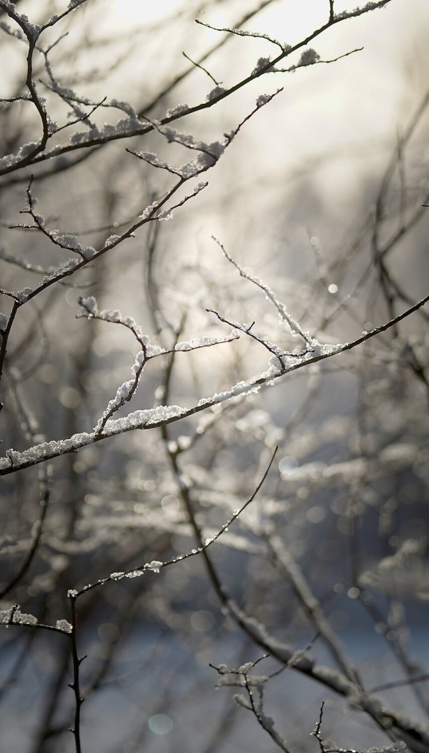 Schnee in Ostfriesland (Leserfotos, Teil 1) - Bild 69