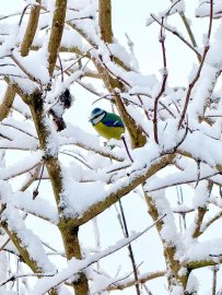 Schnee in Ostfriesland (Leserfotos, Teil 2) - Bild 5