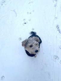 Schnee in Ostfriesland (Leserfotos, Teil 2) - Bild 66