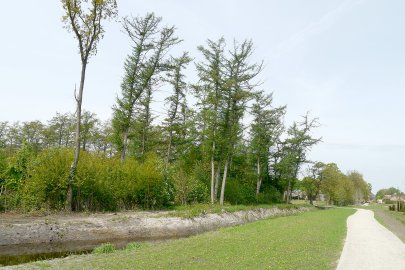 Im Naherholungsgebiet sprießt der Rasen schon - Bild 3