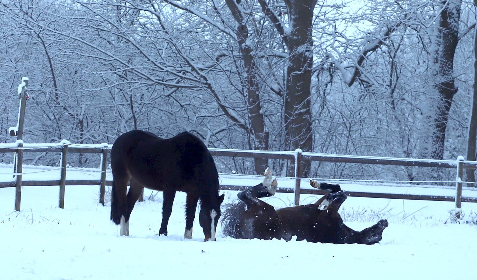 Schnee in Ostfriesland (Fotos der Redaktion) - Bild 70