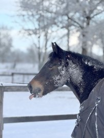 Schnee in Ostfriesland (Leserfotos, Teil 3) - Bild 25