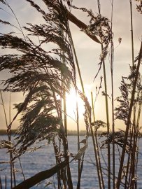 Schnee in Ostfriesland (Leserfotos, Teil 3) - Bild 45