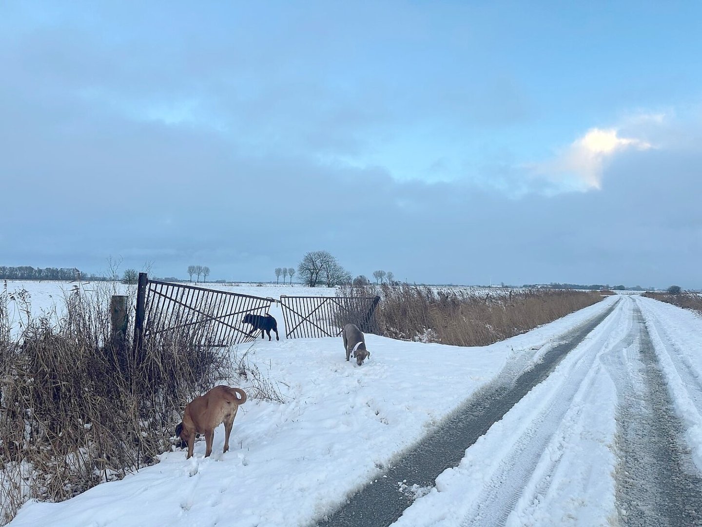 Schnee in Ostfriesland (Leserfotos, Teil 3) - Bild 68