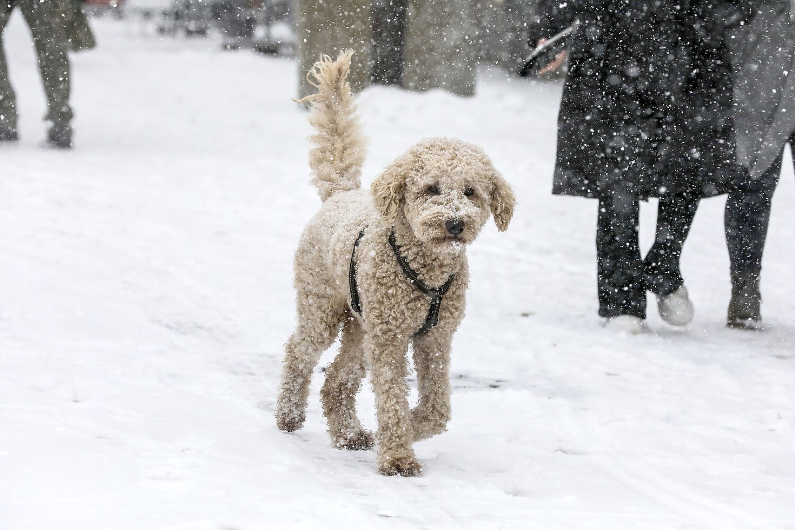 Schneetag in Aurich - Bild 1