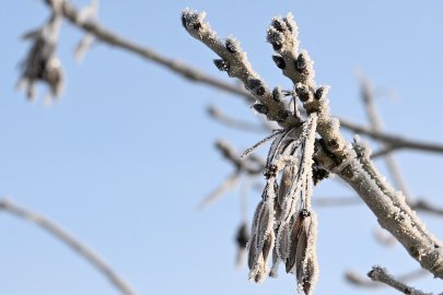 Winterliche Krummhörn - Bild 3