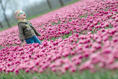 Fotos aus dem Tulpenmeer in der Grenzregion - Bild 3