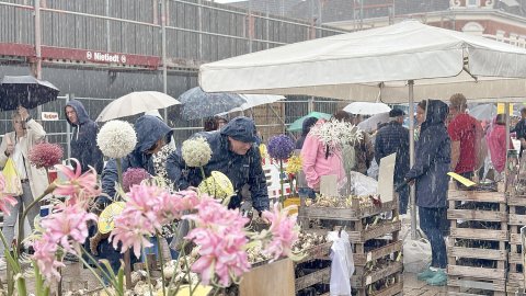 Das sind die schönsten Bilder vom Hollandmarkt in Aurich - Bild 3