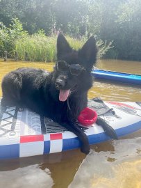 Das sind die Hunde unserer Reporterinnen und Reporter - Bild 2