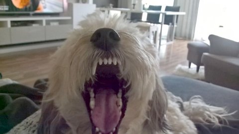 Das sind die Hunde unserer Reporterinnen und Reporter - Bild 3