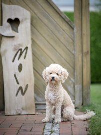 Die schönsten Hunde-Fotos aus Ostfriesland - Bild 3