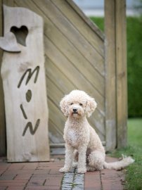 Die schönsten Hunde-Fotos aus Ostfriesland (Galerie I) - Bild 11