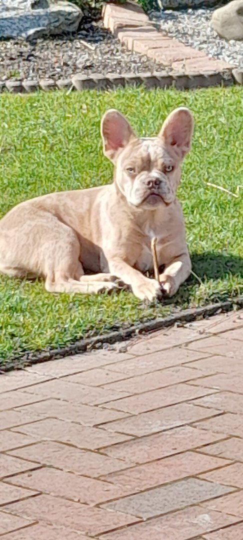 Die schönsten Hunde-Fotos aus Ostfriesland (Galerie I) - Bild 13