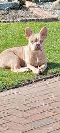 Die schönsten Hunde-Fotos aus Ostfriesland (Galerie I) - Bild 13