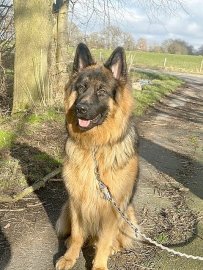 Die schönsten Hunde-Fotos aus Ostfriesland (Galerie I) - Bild 25