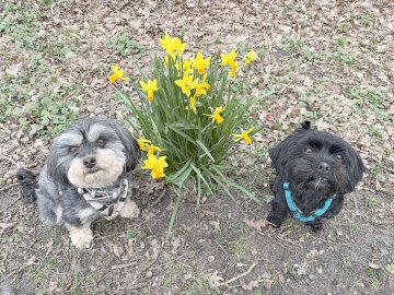 Die schönsten Hunde-Fotos aus Ostfriesland (Galerie I) - Bild 34