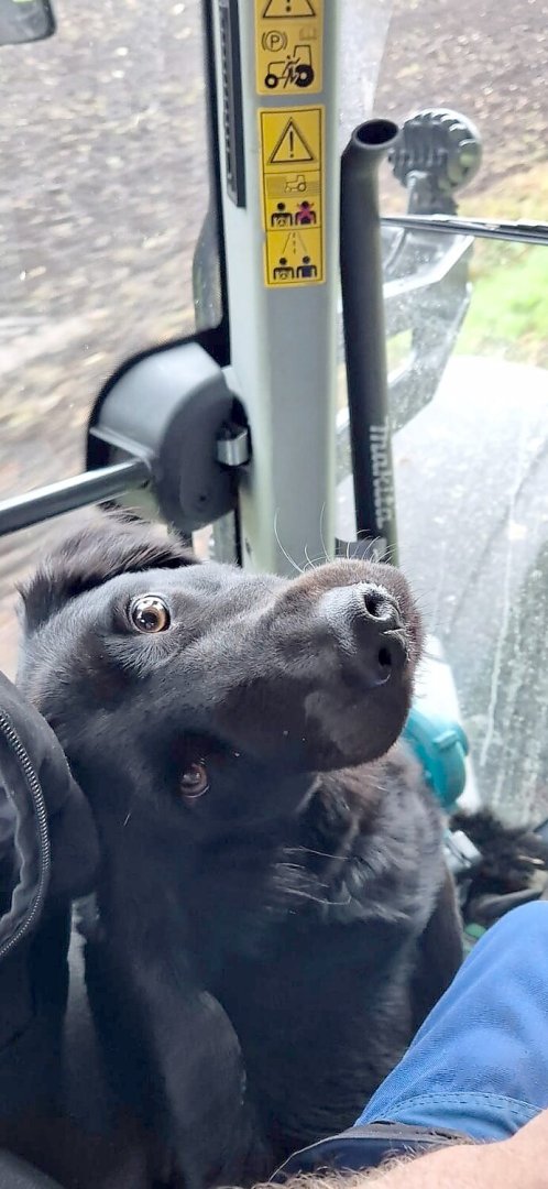 Die schönsten Hunde-Fotos aus Ostfriesland (Galerie II) - Bild 1