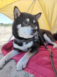 Die schönsten Hunde-Fotos aus Ostfriesland (Galerie II) - Bild 3