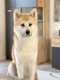 Die schönsten Hunde-Fotos aus Ostfriesland (Galerie II) - Bild 4