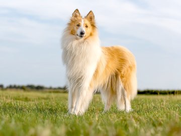 Die schönsten Hunde-Fotos aus Ostfriesland (Galerie II) - Bild 15
