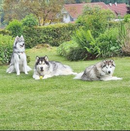 Die schönsten Hunde-Fotos aus Ostfriesland (Galerie II) - Bild 16