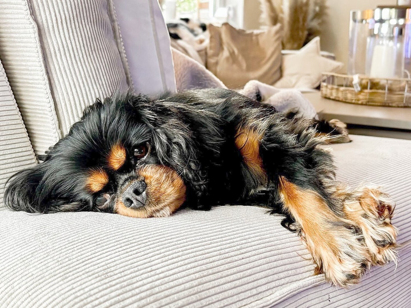 Die schönsten Hunde-Fotos aus Ostfriesland (Galerie II) - Bild 18