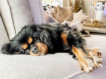 Die schönsten Hunde-Fotos aus Ostfriesland (Galerie II) - Bild 18