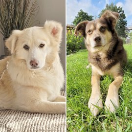 Die schönsten Hunde-Fotos aus Ostfriesland (Galerie II) - Bild 20
