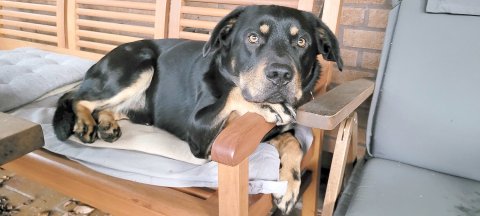 Die schönsten Hunde-Fotos aus Ostfriesland (Galerie II) - Bild 21