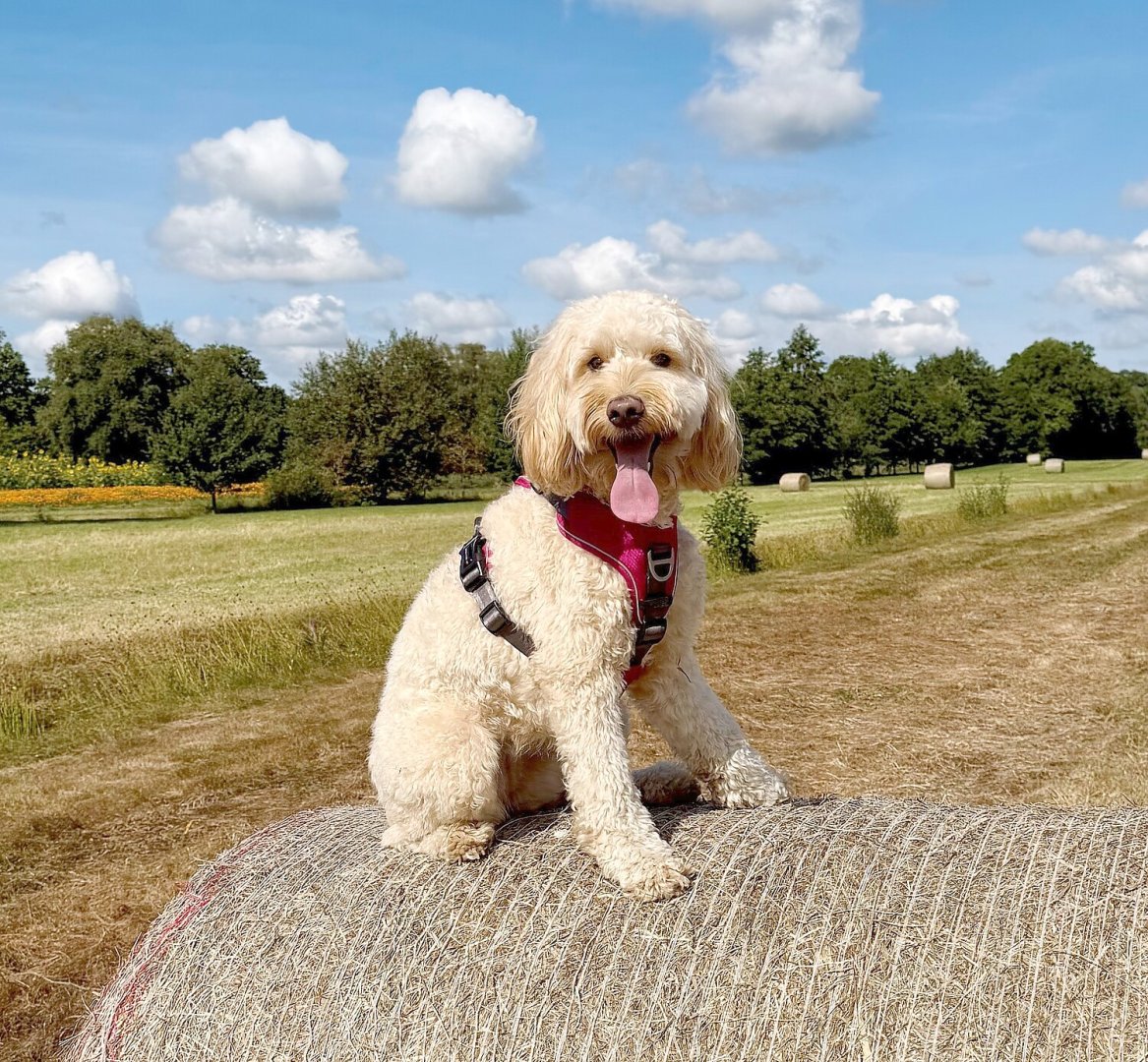 Die schönsten Hunde-Fotos aus Ostfriesland (Galerie II) - Bild 22