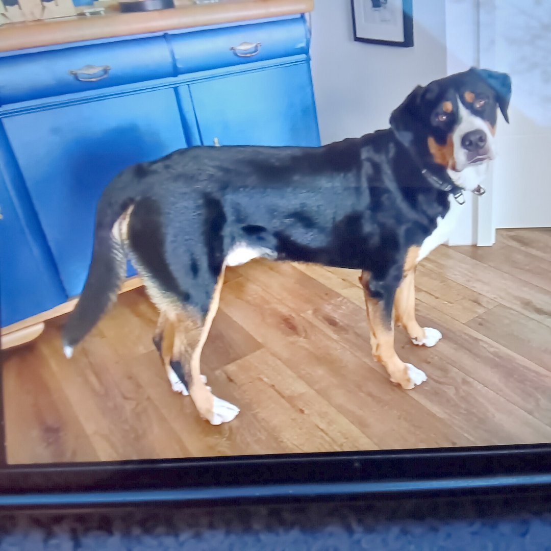 Die schönsten Hunde-Fotos aus Ostfriesland (Galerie II) - Bild 24