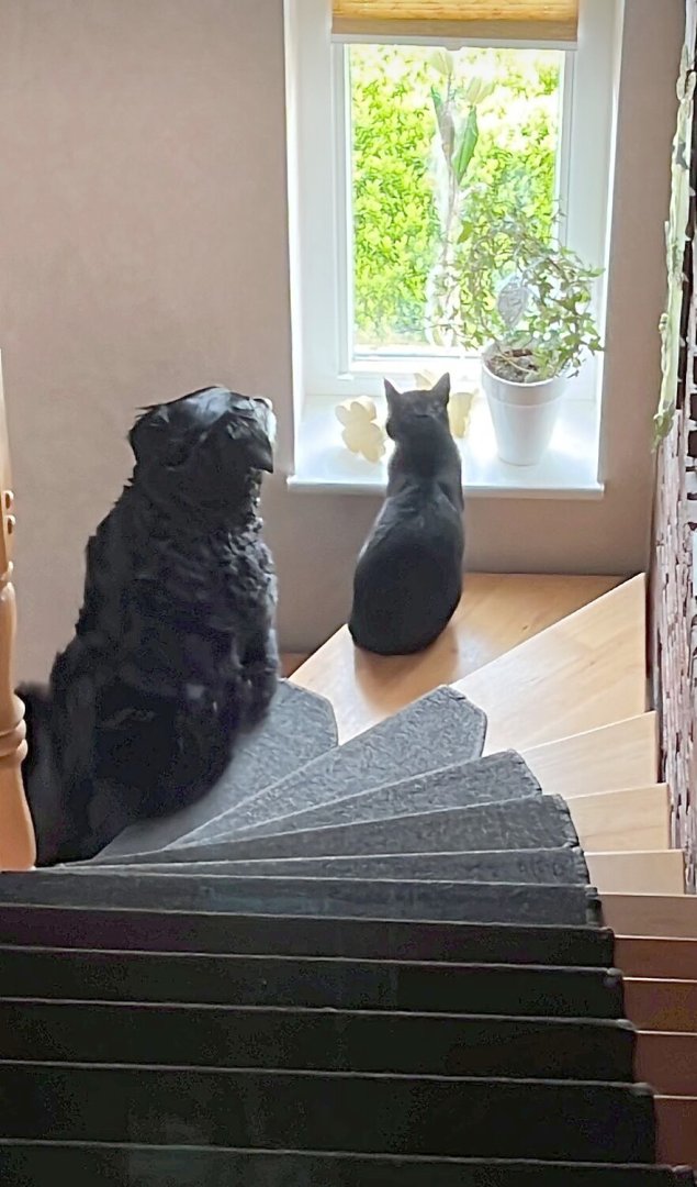 Die schönsten Hunde-Fotos aus Ostfriesland (Galerie II) - Bild 26